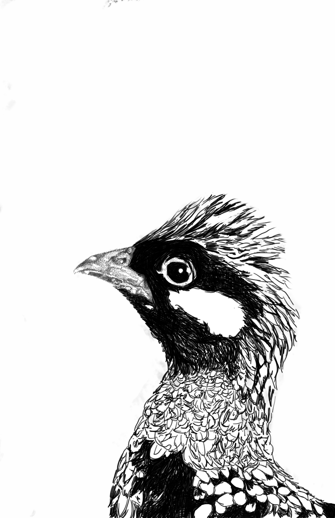 BP - Micki Bird Drawing.PNG