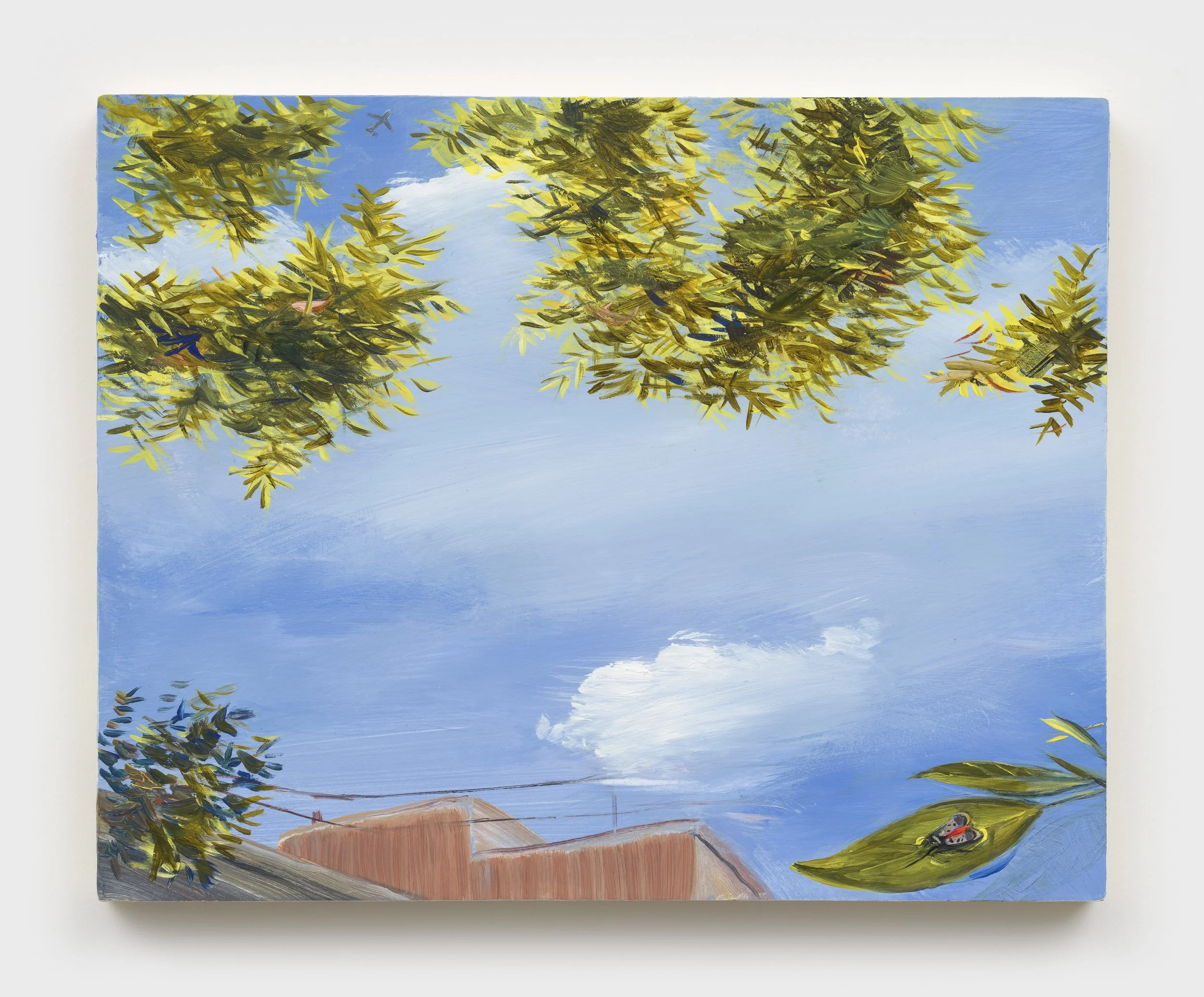 Airplane, Ailanthus, SLF