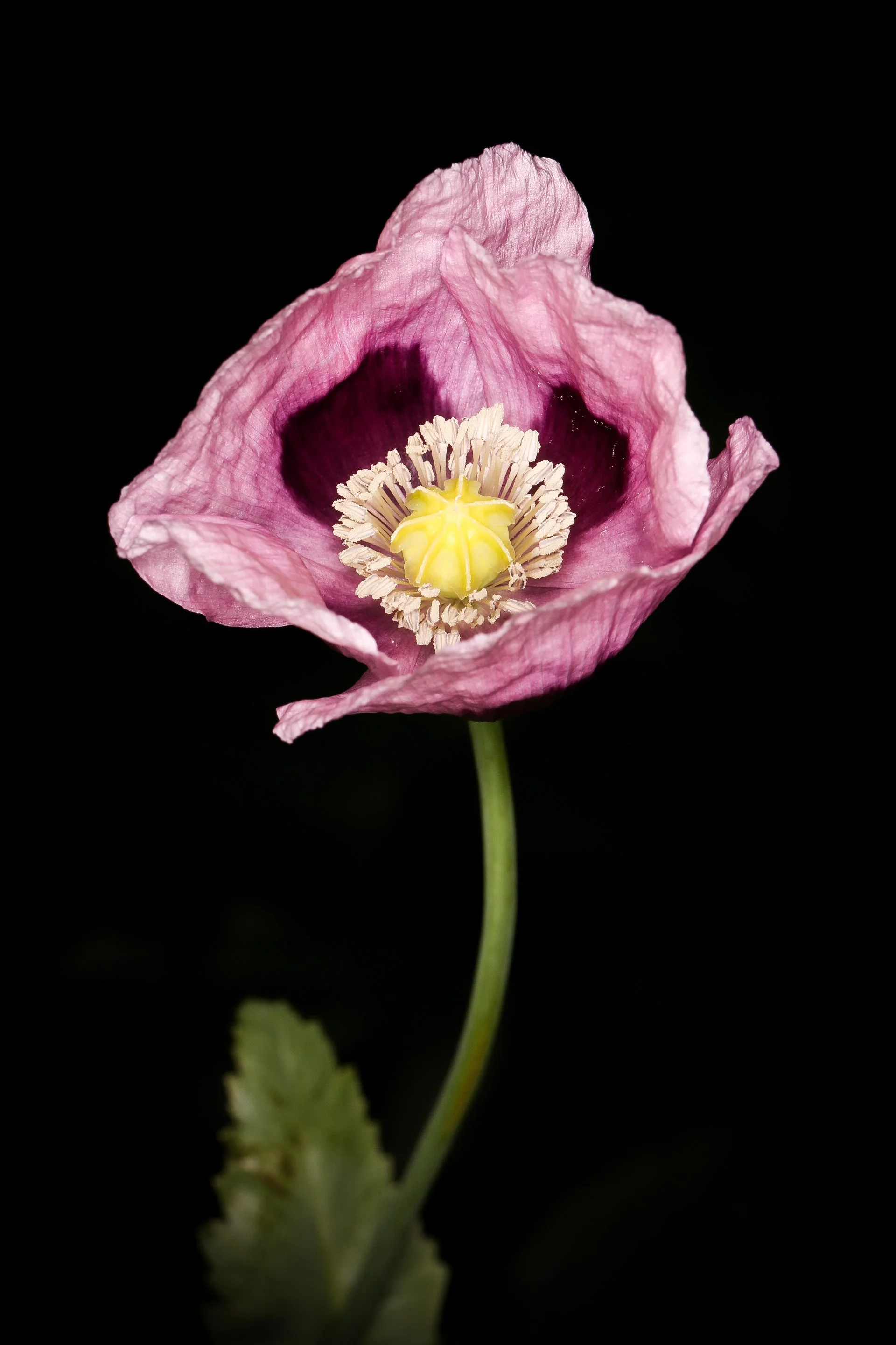 Y-56Flower1_john Norris.jpg