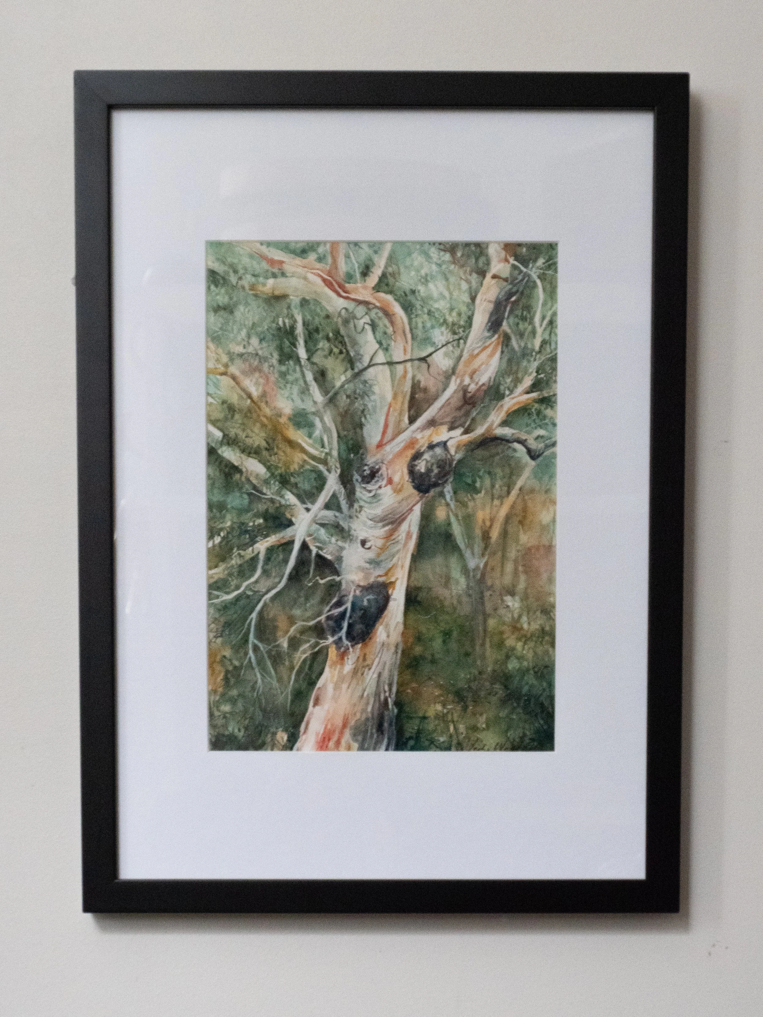 Sunlit_gum_jodie_westall_framed.jpg