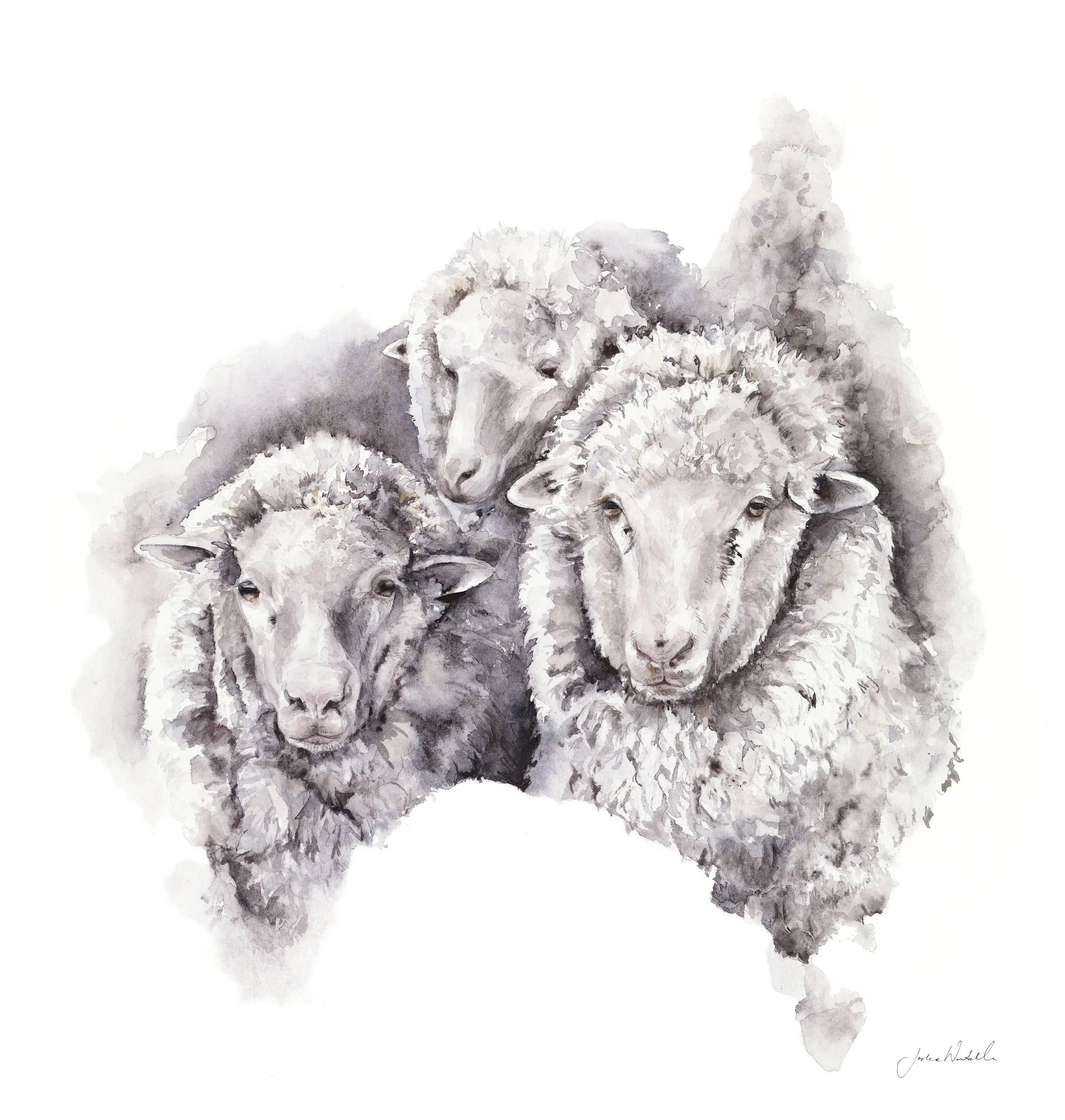 Merino_Magic_Jodie_Westall art.jpg