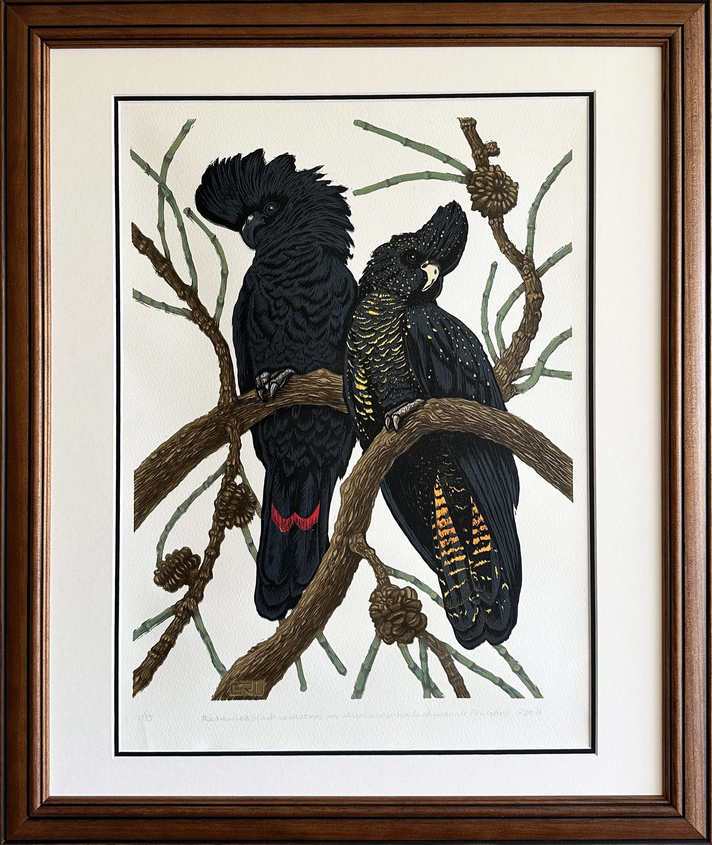 Red-tailed Black Cockatoos on Allocasuarina luehmannii (buloke) - Greg Ure