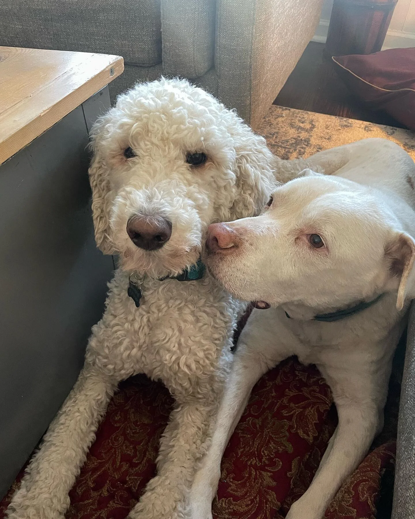 They grow up so fast. Happy first birthday to my favorite weirdo poodle ๐๐ฉ๐- Toby Horvat. Thanks for always coming through with the snuggles baby boy. Dave and I love you ๐ ๐ค๐ป ๐