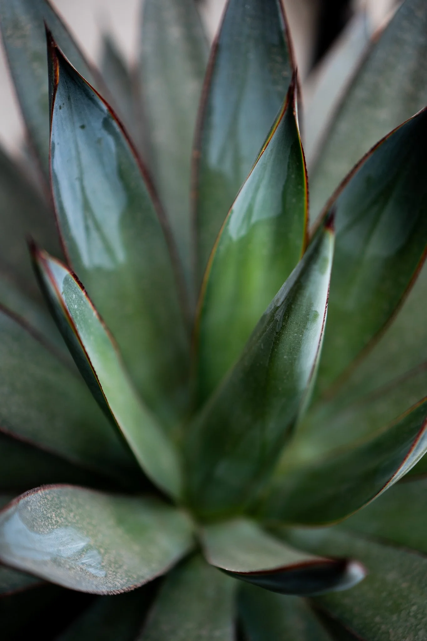 agave dragon Agave pygmae 'Dragon Toes' – Happy Valley Plants main image 0