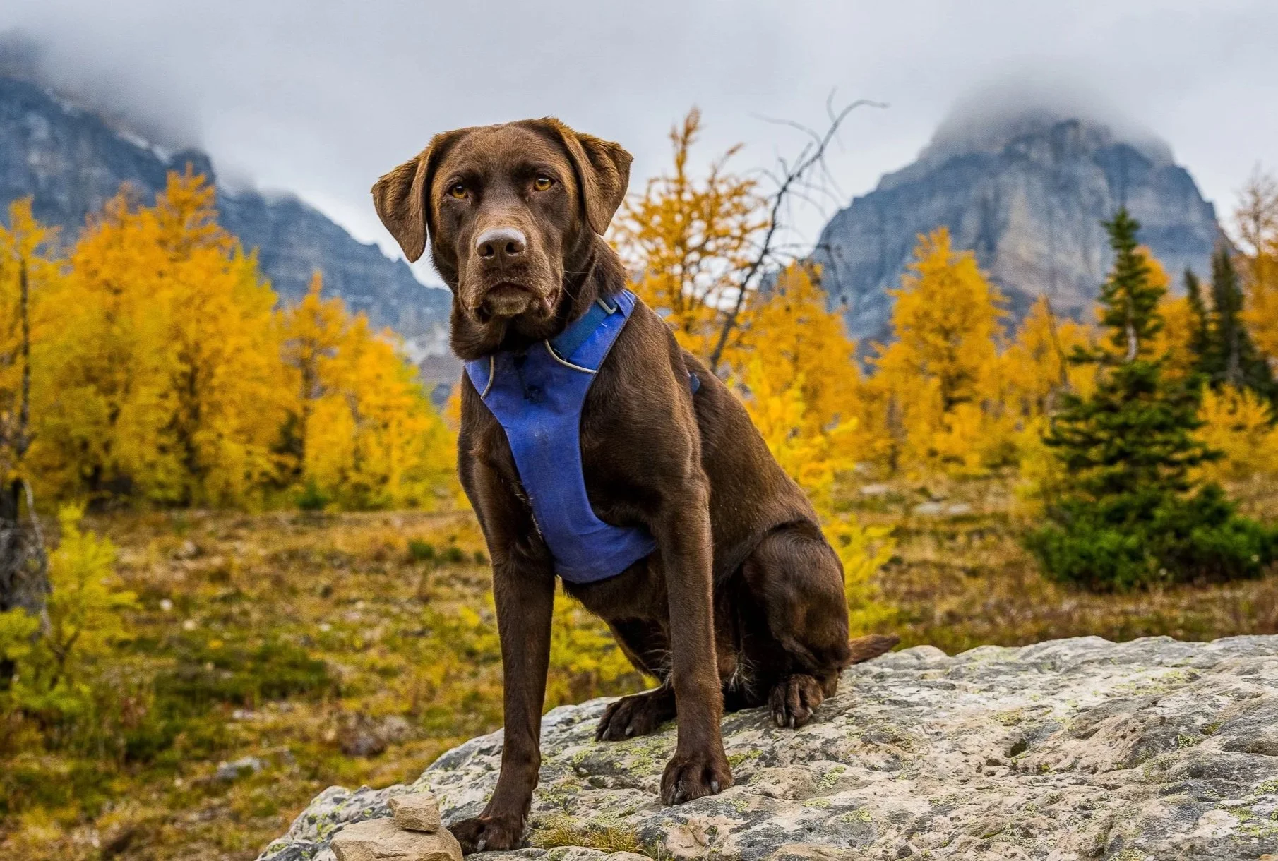 Pup and Peaks 2023