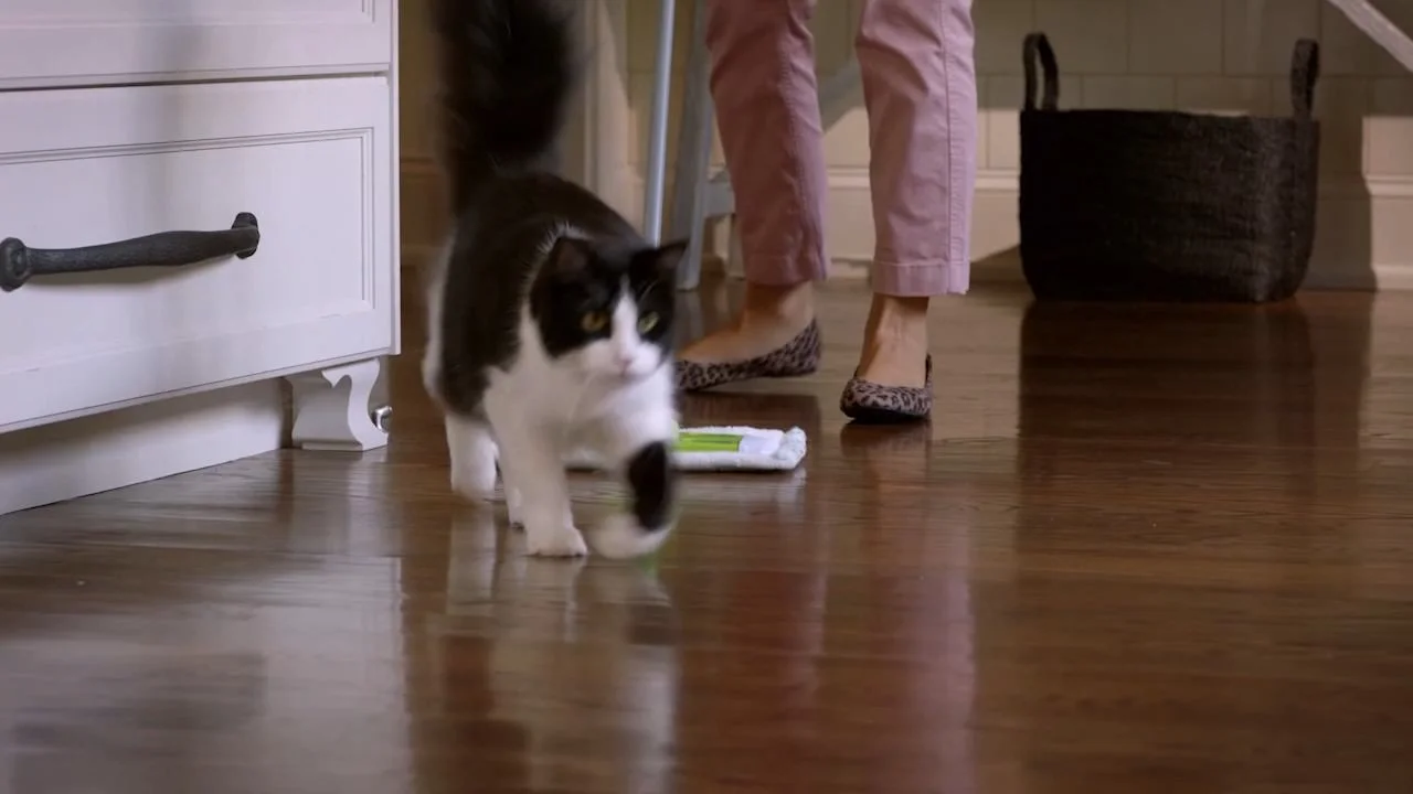 cat-fallback.jpg