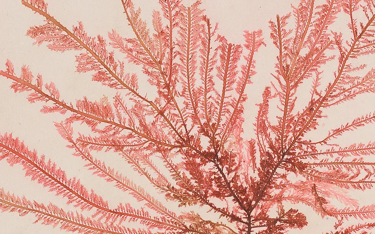 FSM will be curating a series of mini residencies within the Herbarium at Melbourne University from mid 2019. More information coming soon. Image: Algae Scrapbook via University Melbourne Herbarium
