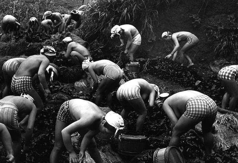 In August 2019 Lichen Kelp presented the second edition of Drawing Matters, a Matters Journal talk series held at Cams Abbotsford Convent. Below are some resources from the evening for those who'd like to learn more about seaweed and those who'd like to get involved with our aquatic kin. Image: Japanese photographer Yoshiyuki Iwase dedicated most of his life to documenting the incredible ama uminchu , Japanese divers who were mostly women. The photo here shows the ada uminchu collecting seaweed (circa 1950's). “Return to the ocean as often as possible.” — LICHEN KELP