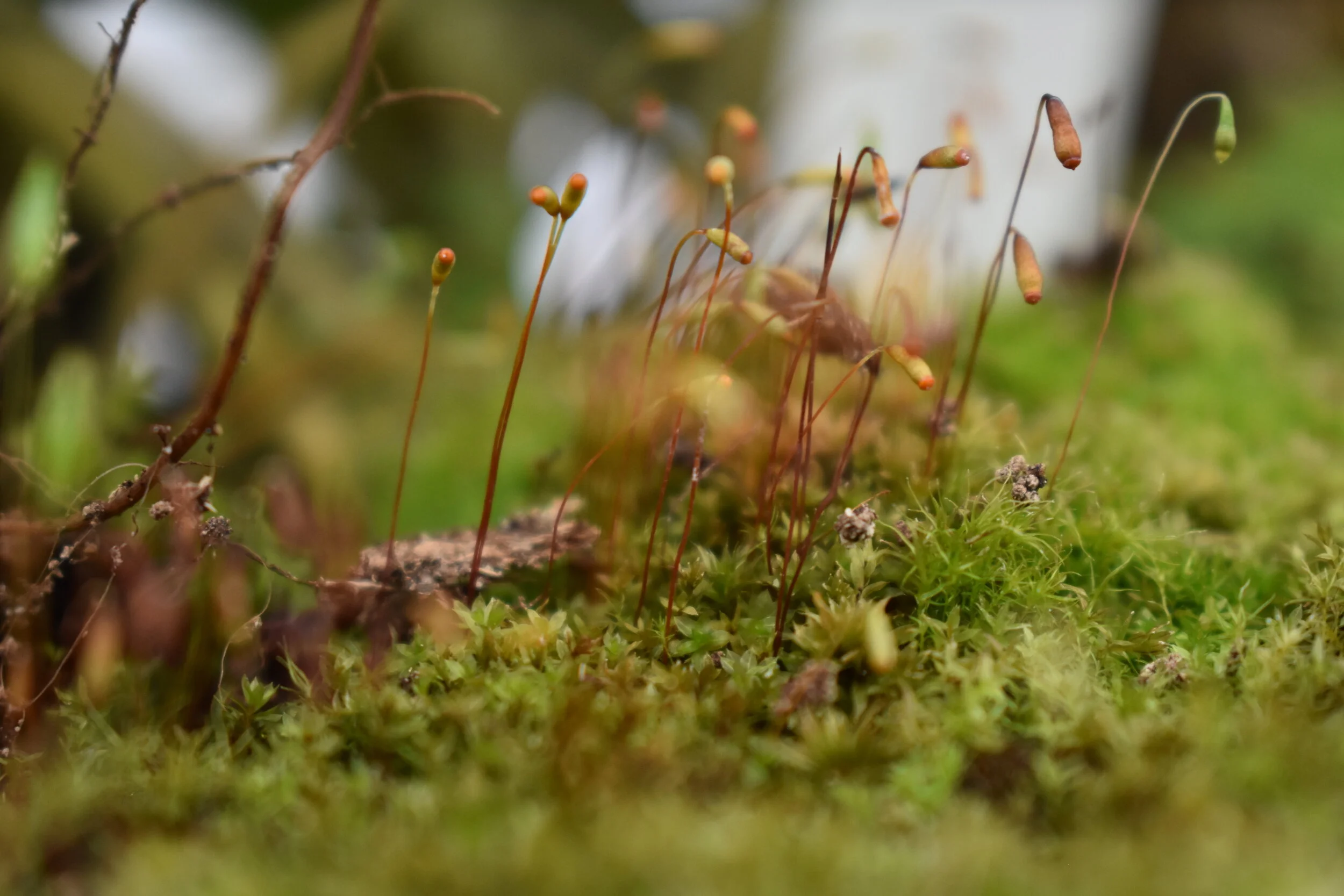  Macro moss image by Inez Martorell. 