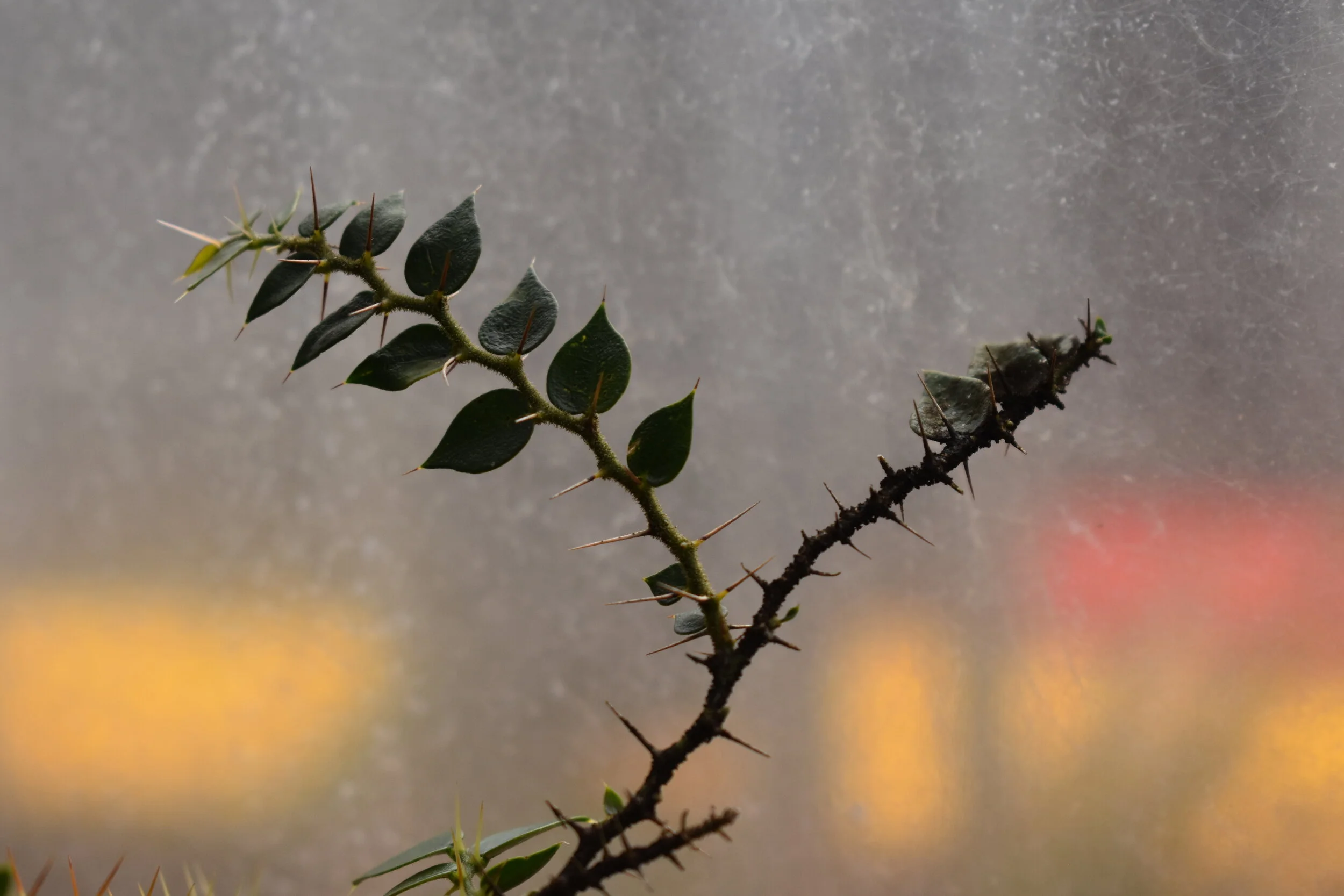  University of Melbourne, System Garden greenhouse detail by Inez Martorell. 