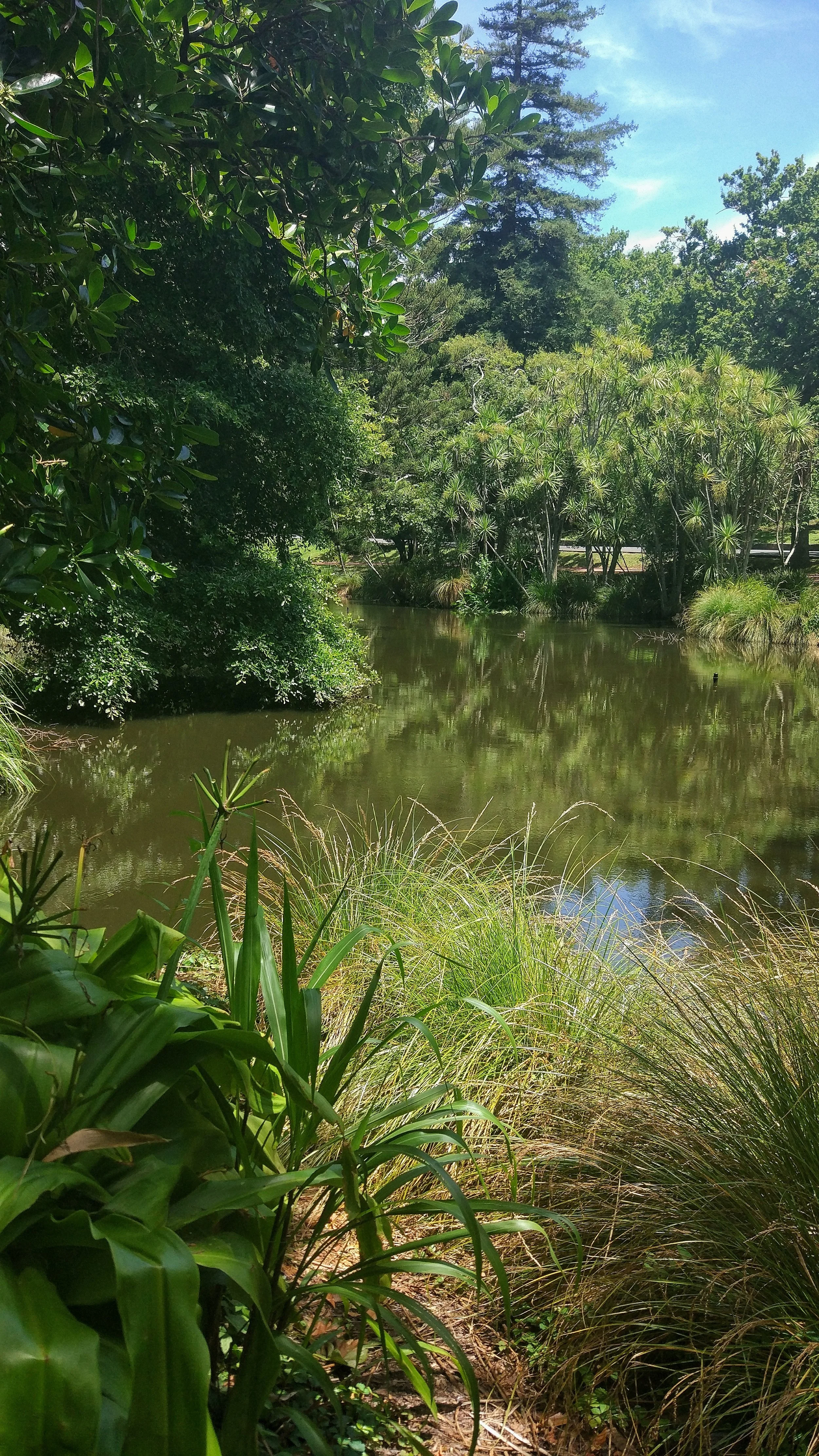 pond at auckland domain