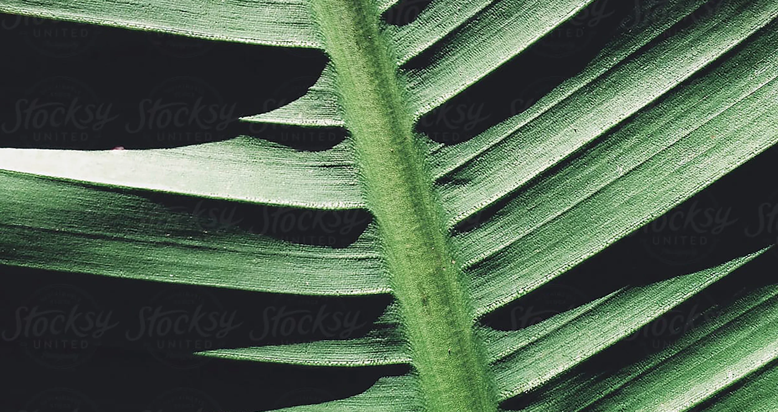 Placeholder Banner_Fern-2.jpg