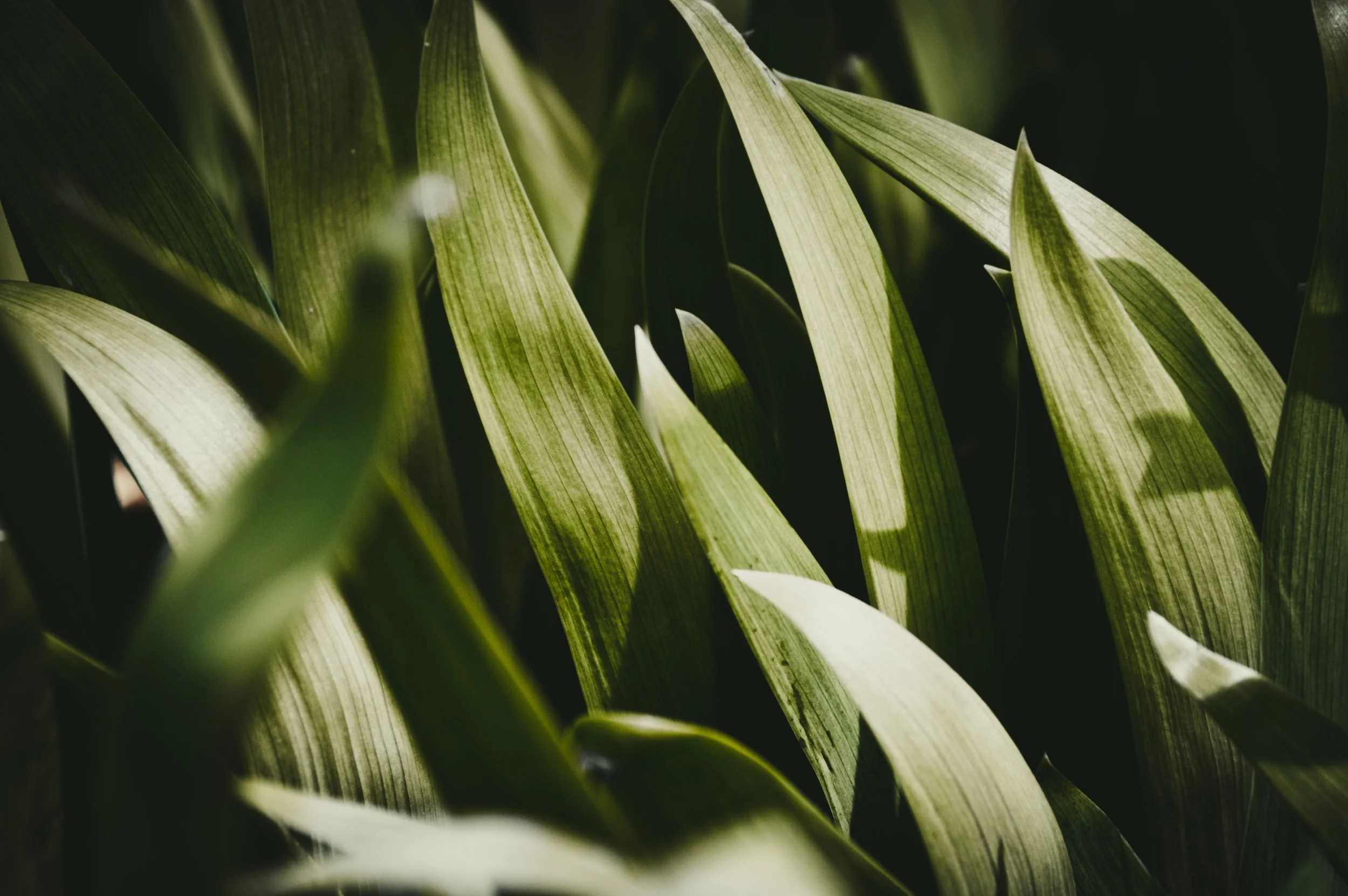 daylight-garden-green-1094246.jpg