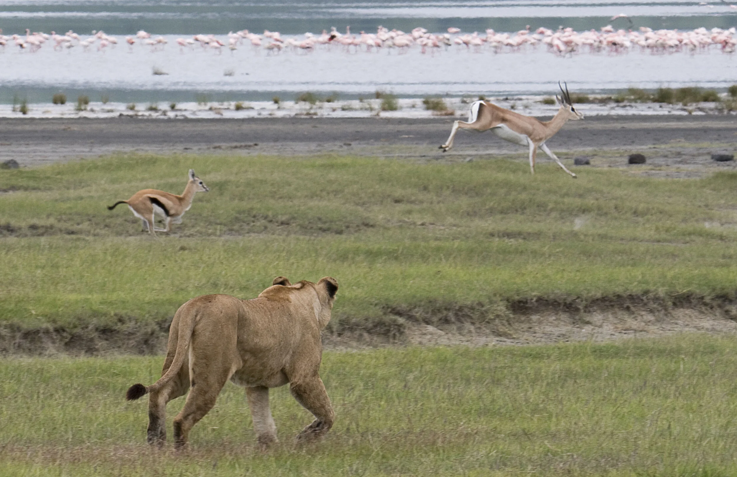 Lioness chasing Gazelle.jpg