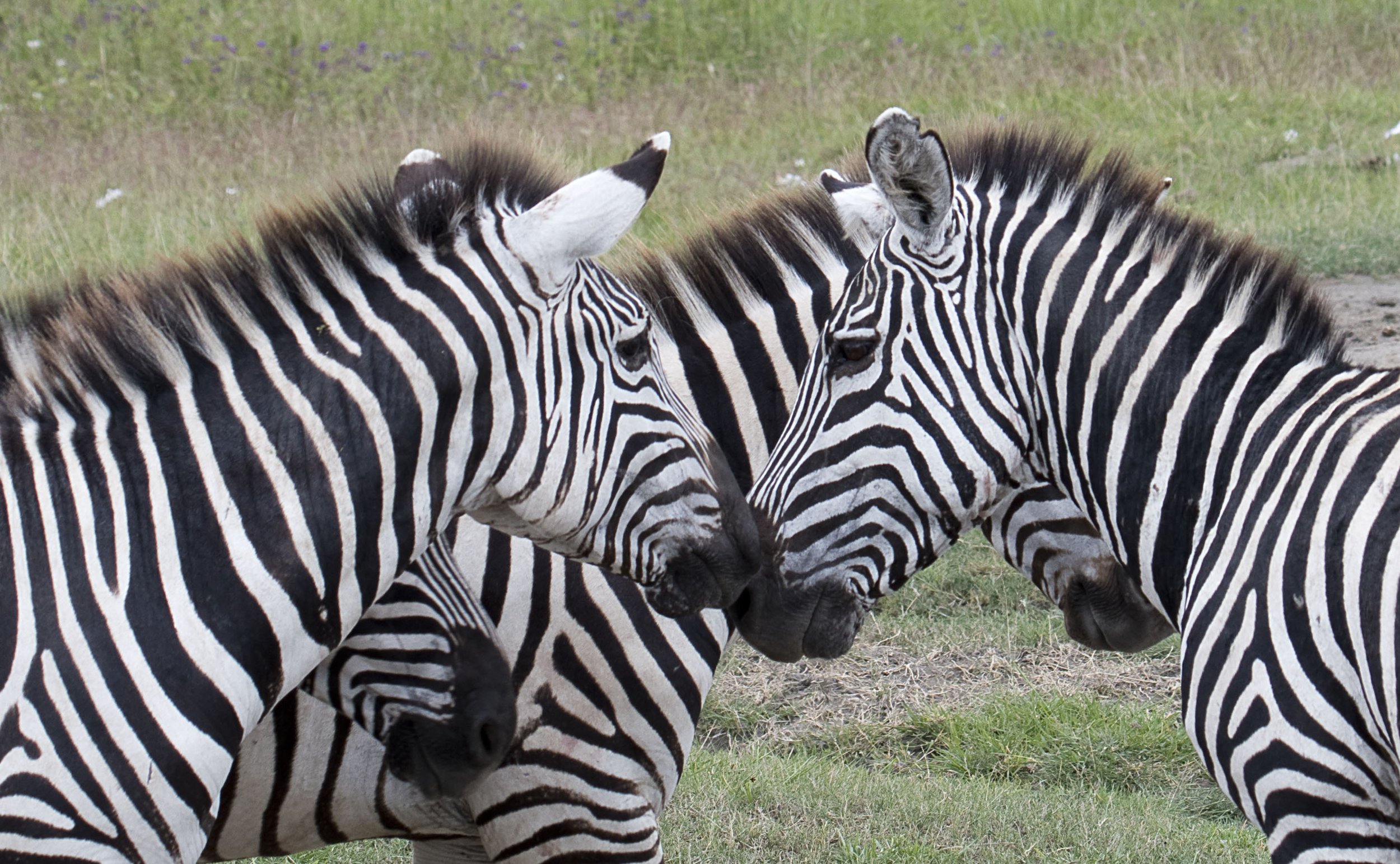 Zebras , Ngorongoro Crater.jpg