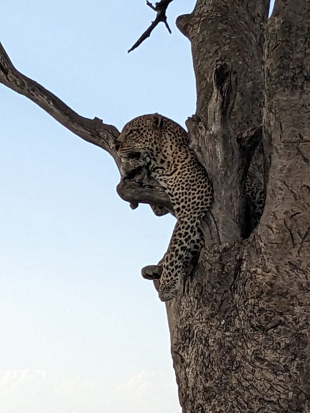 Chui Safari - Luxury 6 days £3,350pp — Green Light Ventures