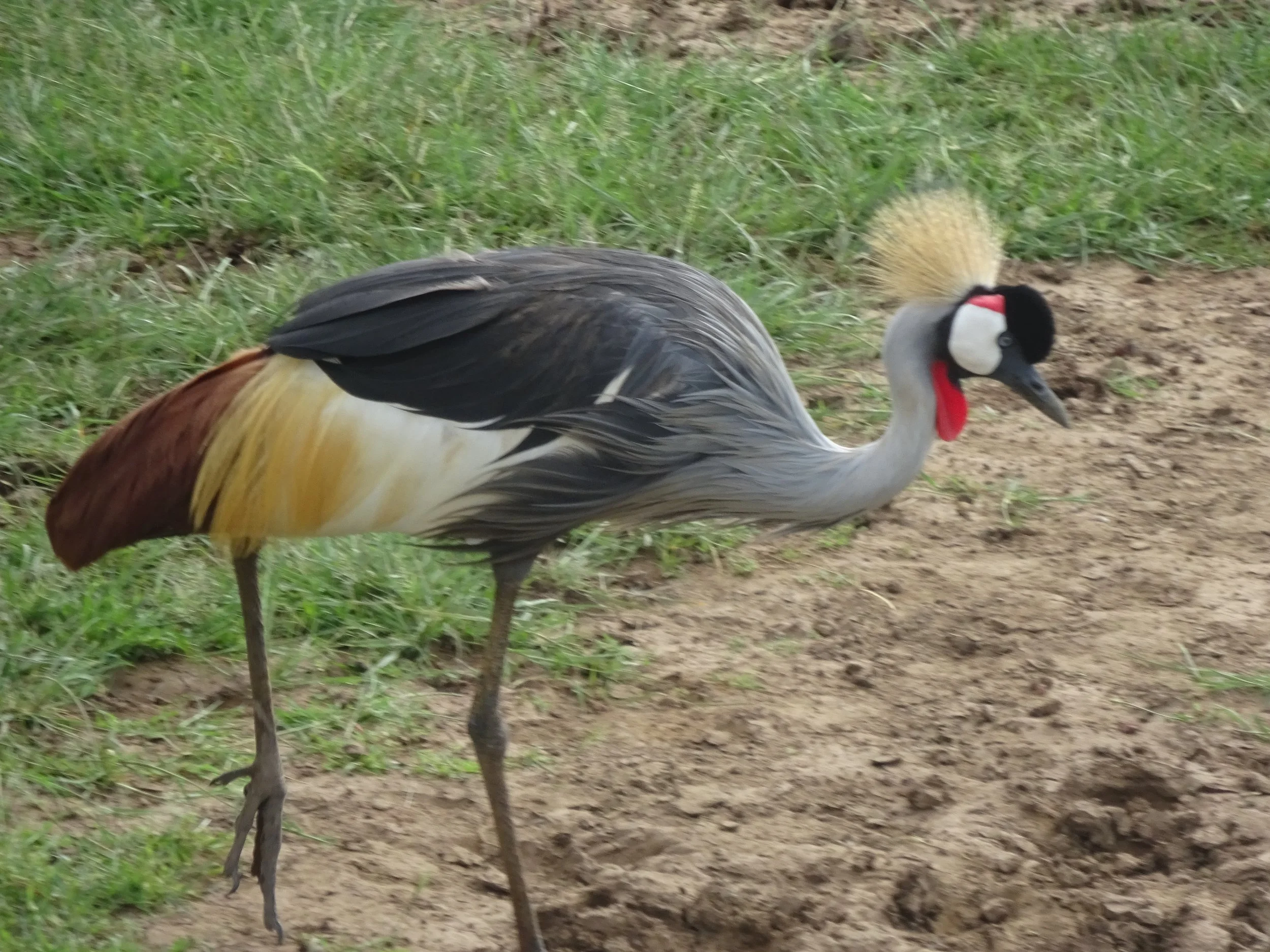 Crowned Crane.JPG