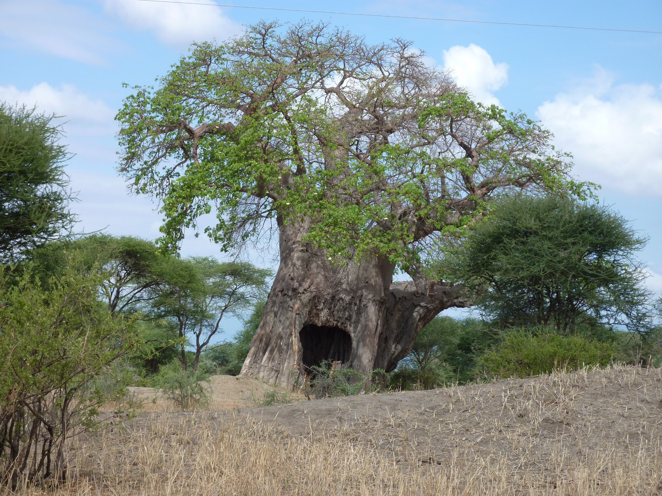 Fruting baobab.JPG