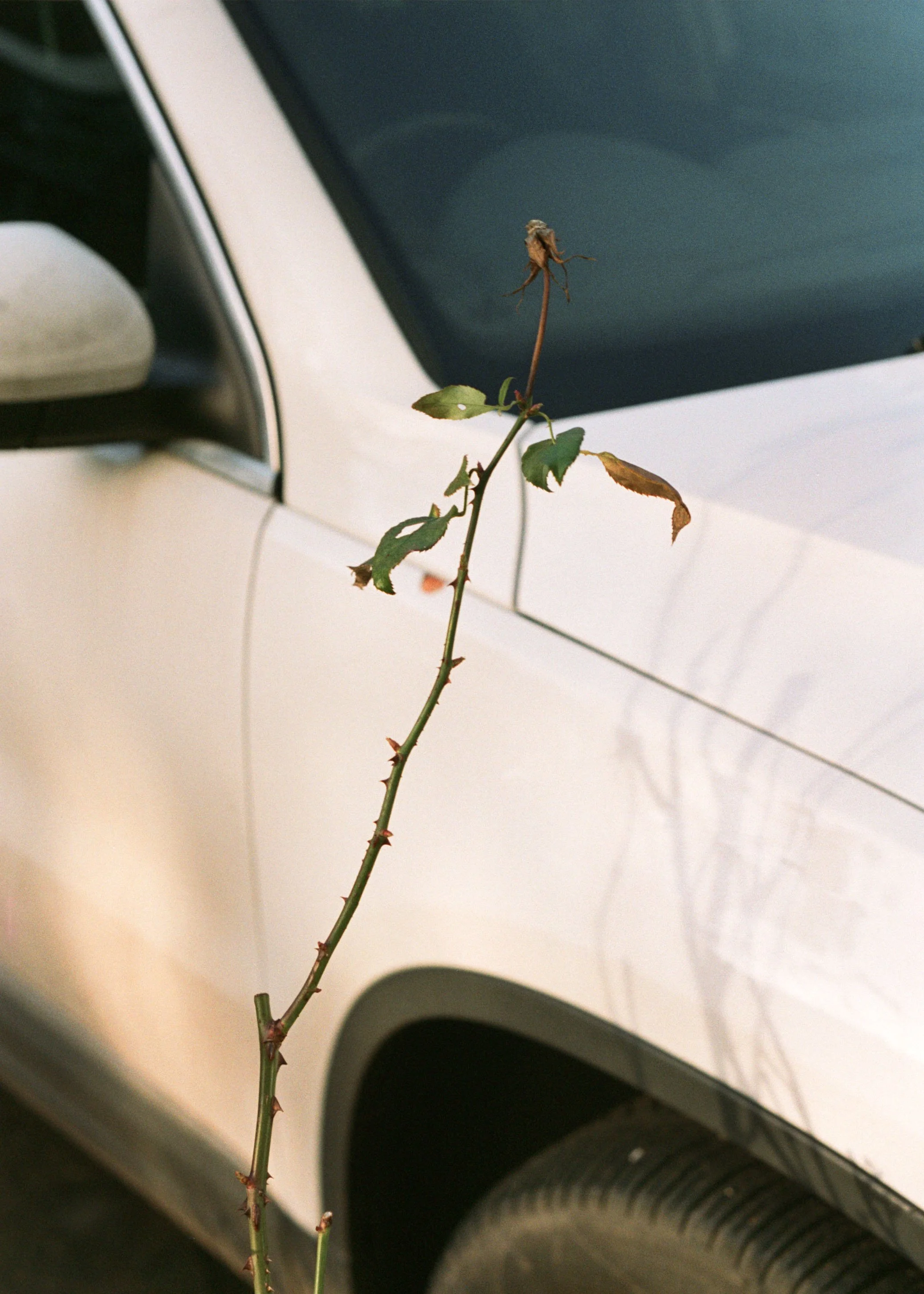 000016530002 copy.jpg