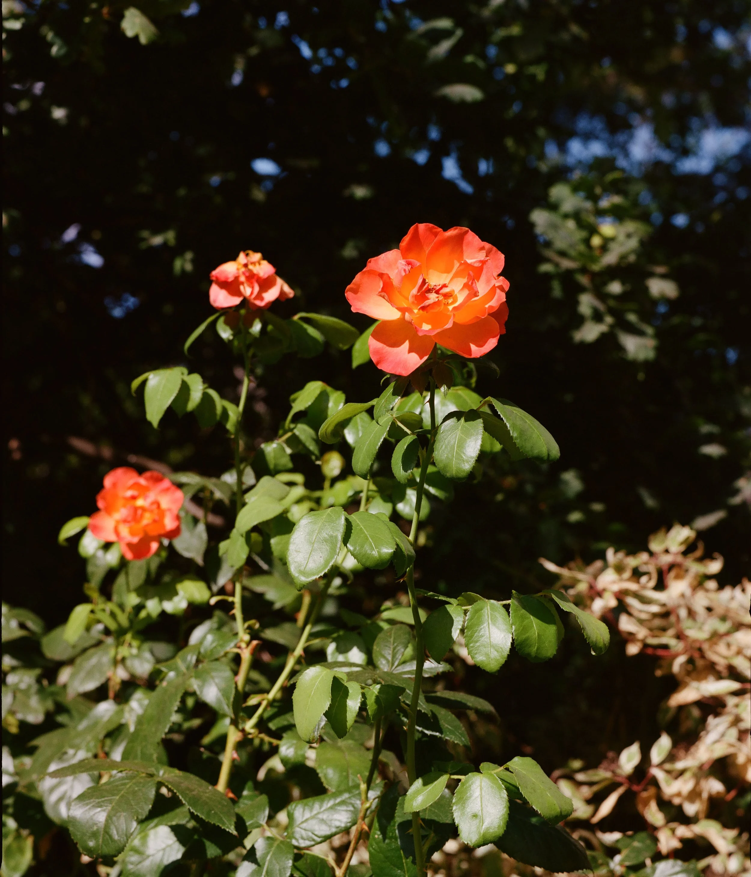 220819000000030008 copy.jpg