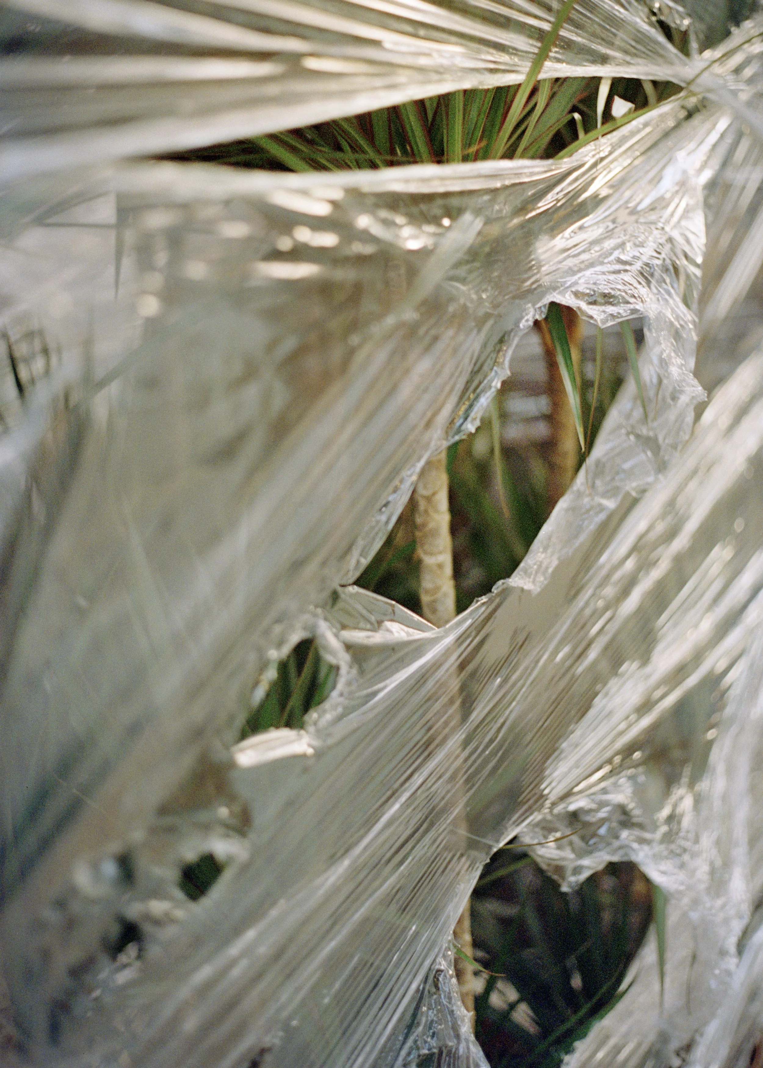 wrap on plants copy.jpg