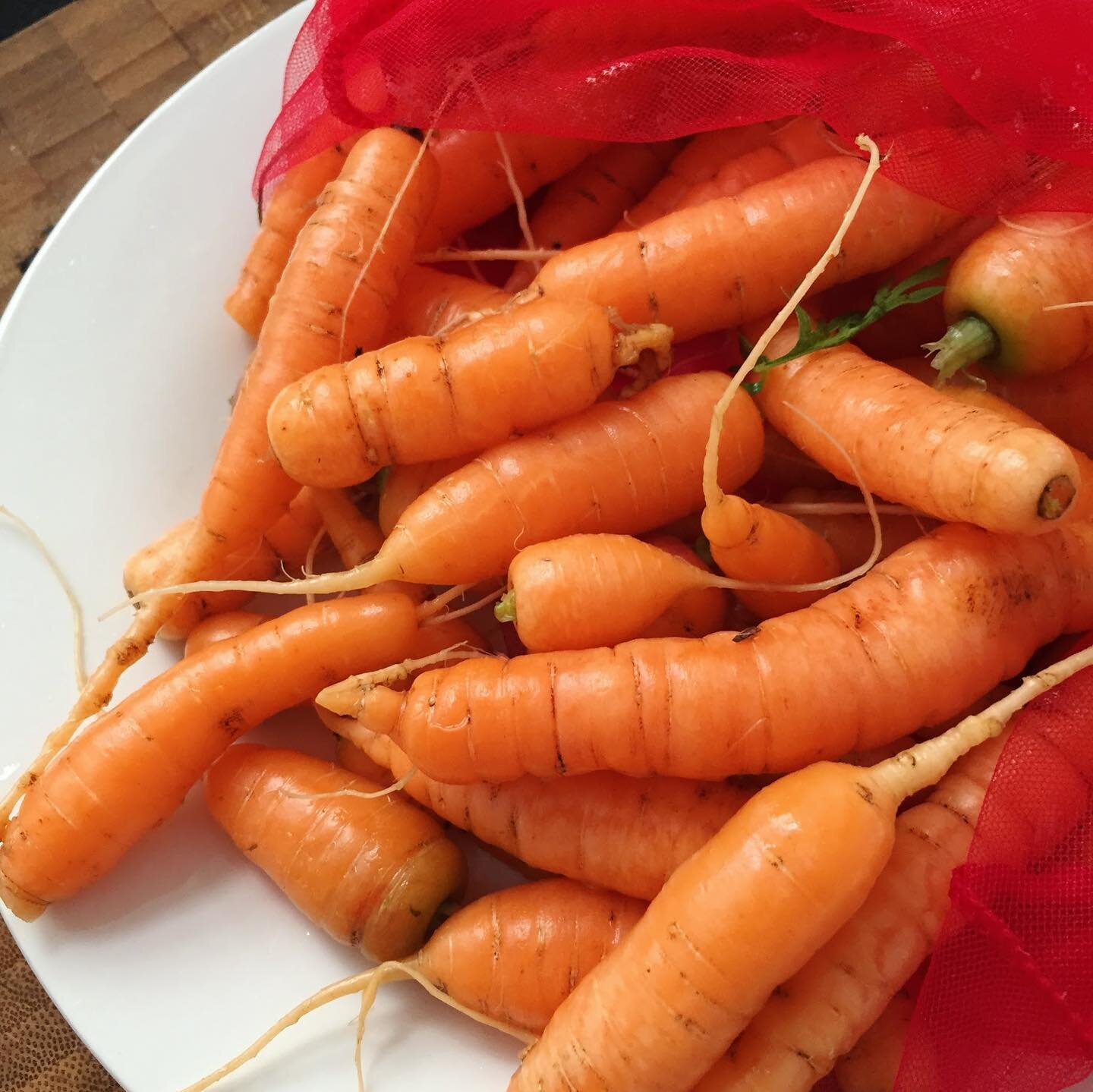 Nothing better than carrots fresh from the earth 🥕🥕

MUBs reusable produce bags have so many uses!

#mubsnz #sustainablegifts #growyourown #reusableproducebags #vegetablegarden