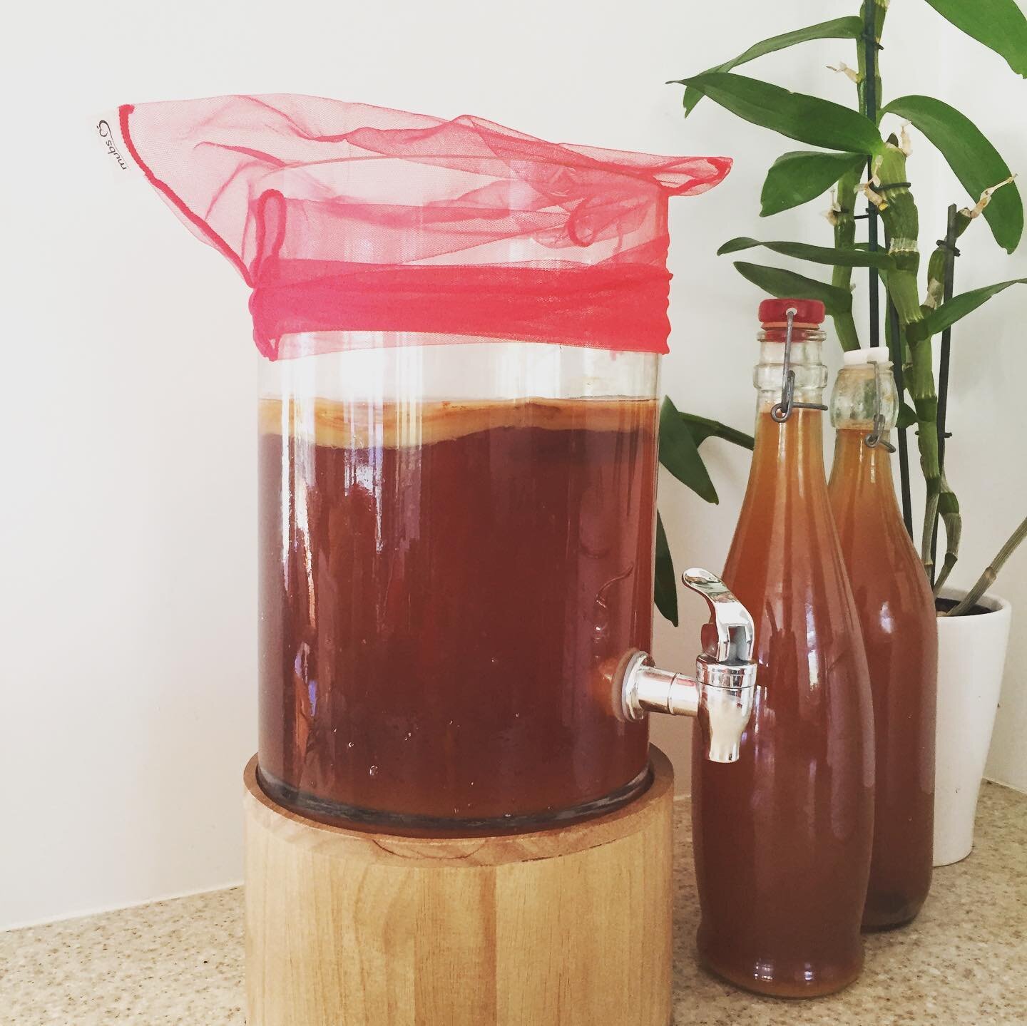 It&rsquo;s a Kombucha kind of day!

We love innovative uses of our produce bags. Keeping your scobies safe and healthy!

#mubsnz #reusableproducebags  #kombuchabrewing #reusereducerecycle