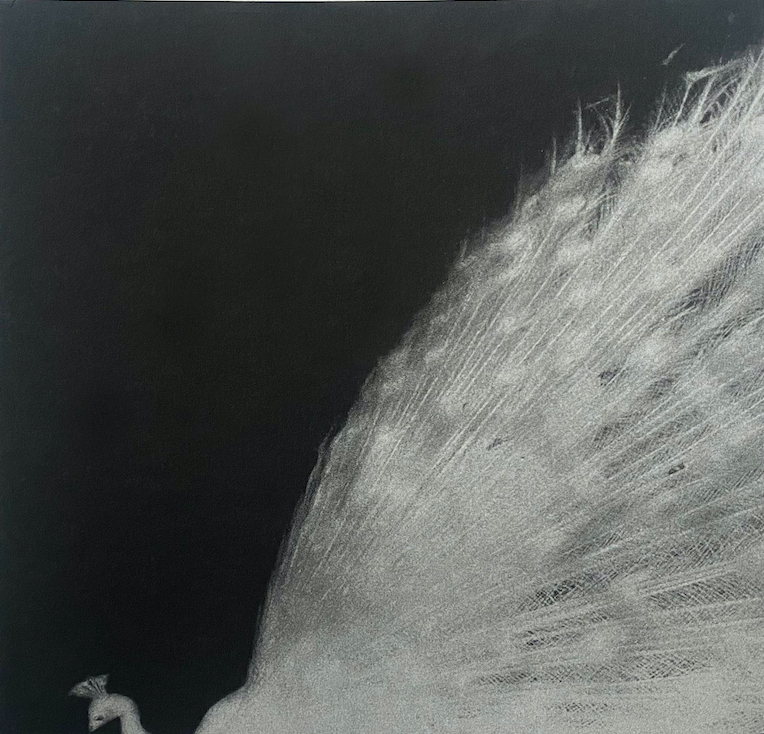 AND, DO YOU STILL HEAR THE PEACOCKS?