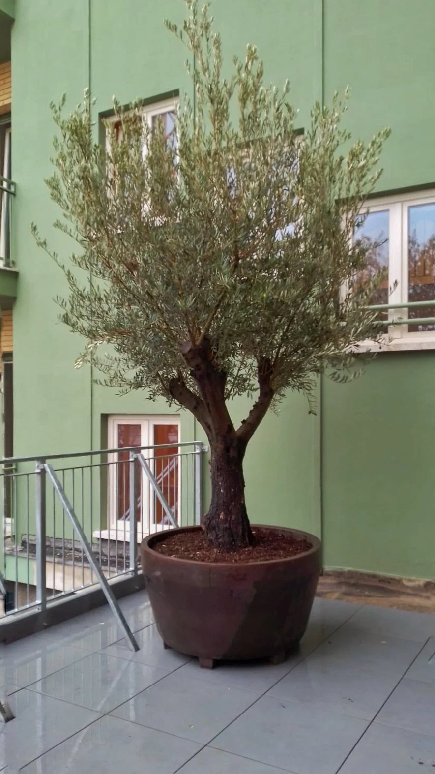 Collegio Einaudi, sezione Mole - Oggi ci è stato recapitato l'ulivo.