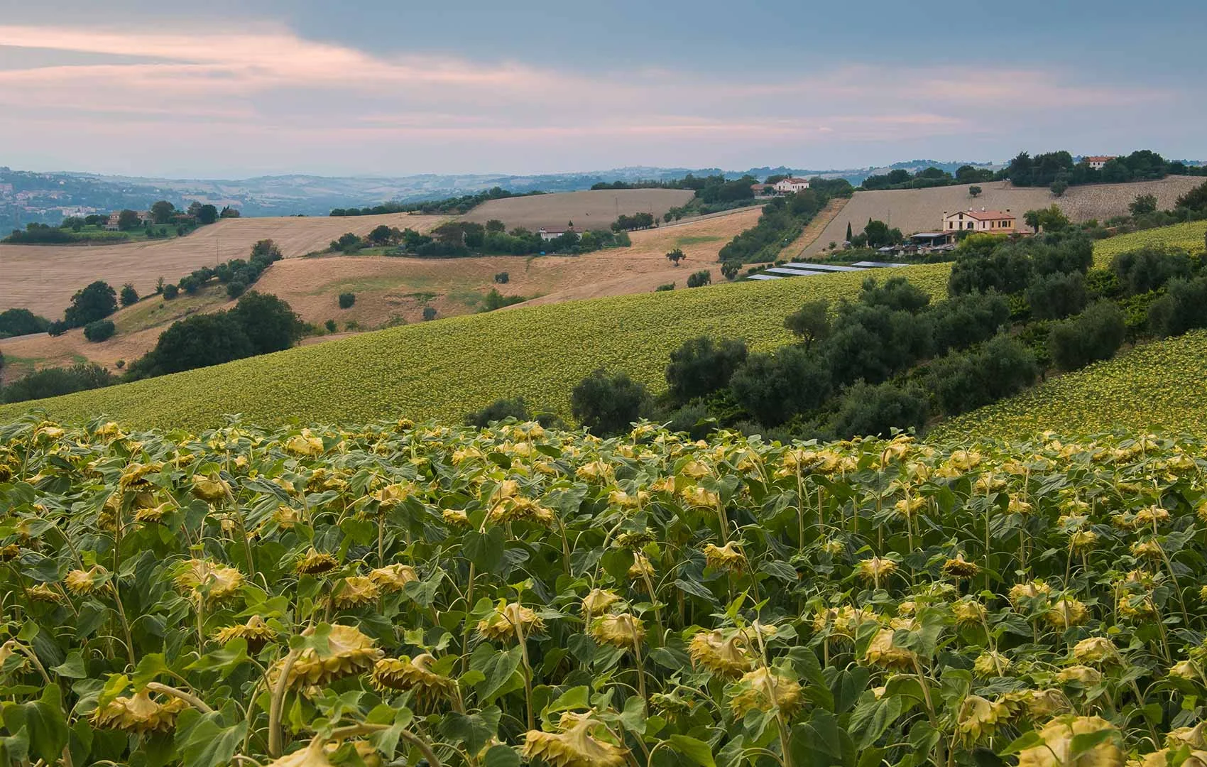 campo marchigiano girasoli
