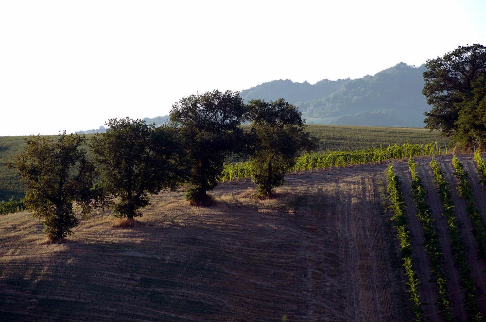 Una passeggiata attraverso i viaggi enogastronomici nella storia le forti querce