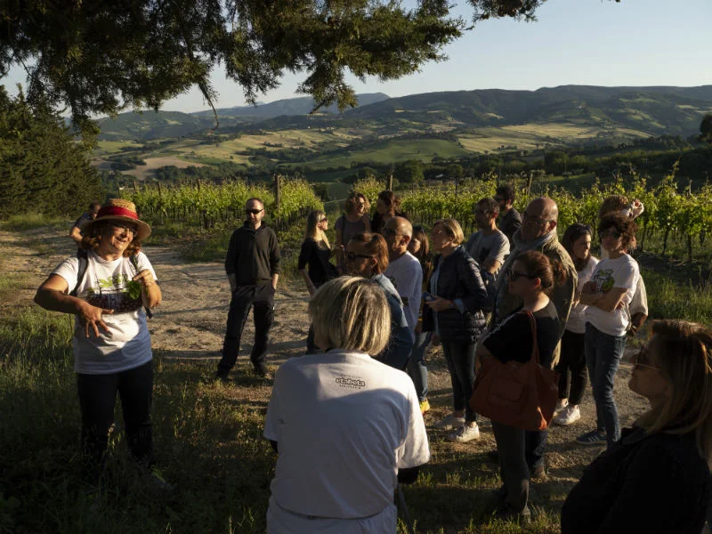 passeggiata alla ricerca di erbe spontanee e alla scoperta della vigna di biancone bianchello del metauro sangiovese e Montepulciano
