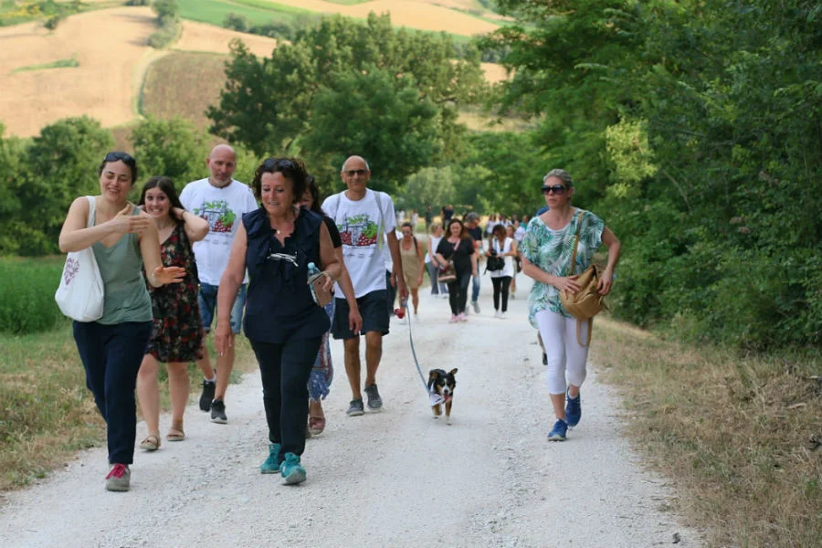 passeggiata nelle strade di fratte rosa nelle bellissime colline delle marche bianchello del Metauro pergola aleatico