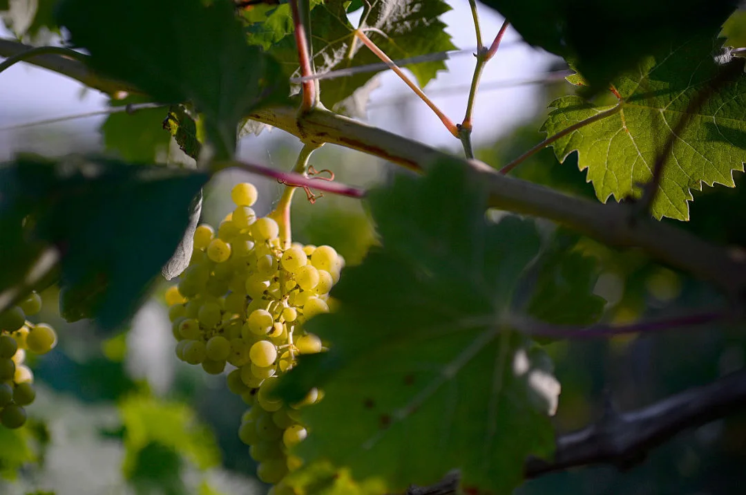 un grappolo di albanella nella vigna del Boncio dove viene vinificato il consiglia colli pesaresi doc