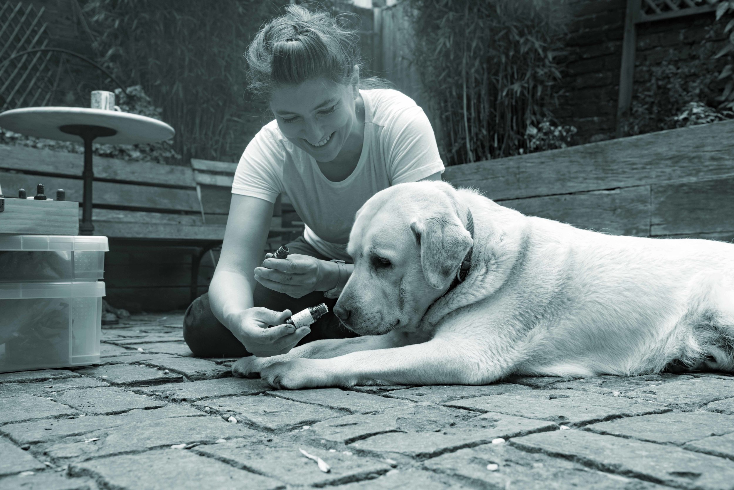 Dog being offered an essential oil DSC_9098.jpg