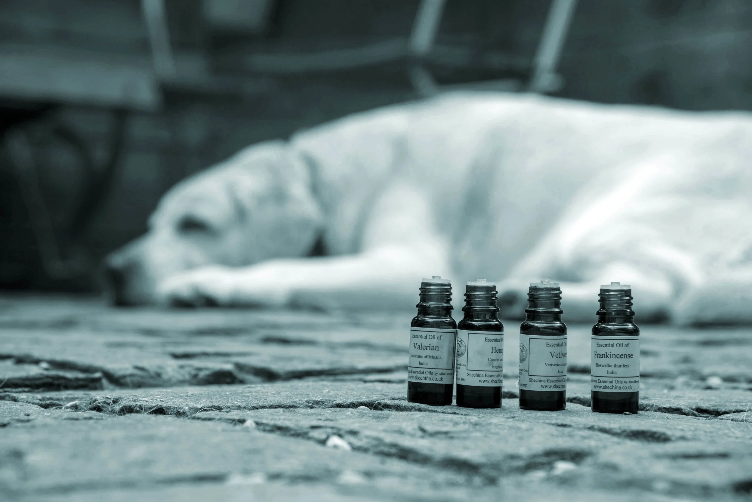 Essential oils used in Zoopharmacognosy DSC_9121.jpg