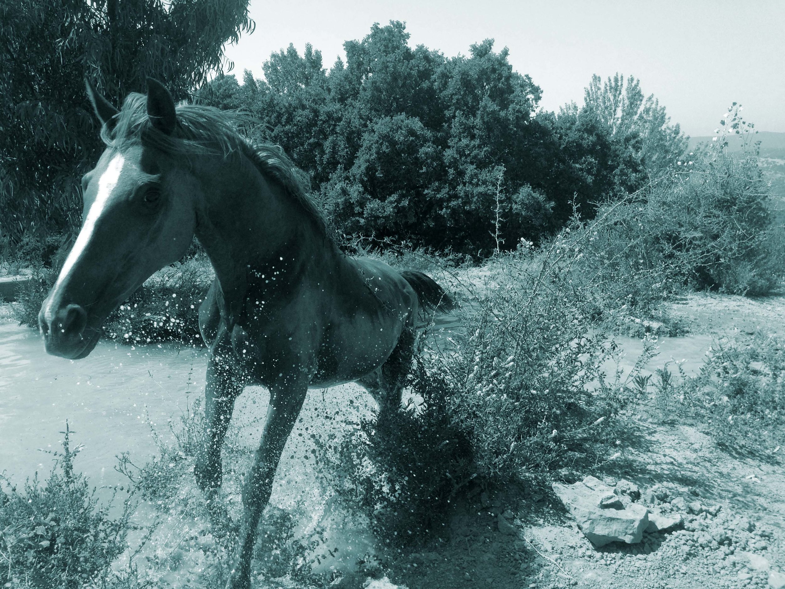 Arab Mare tinted.jpg