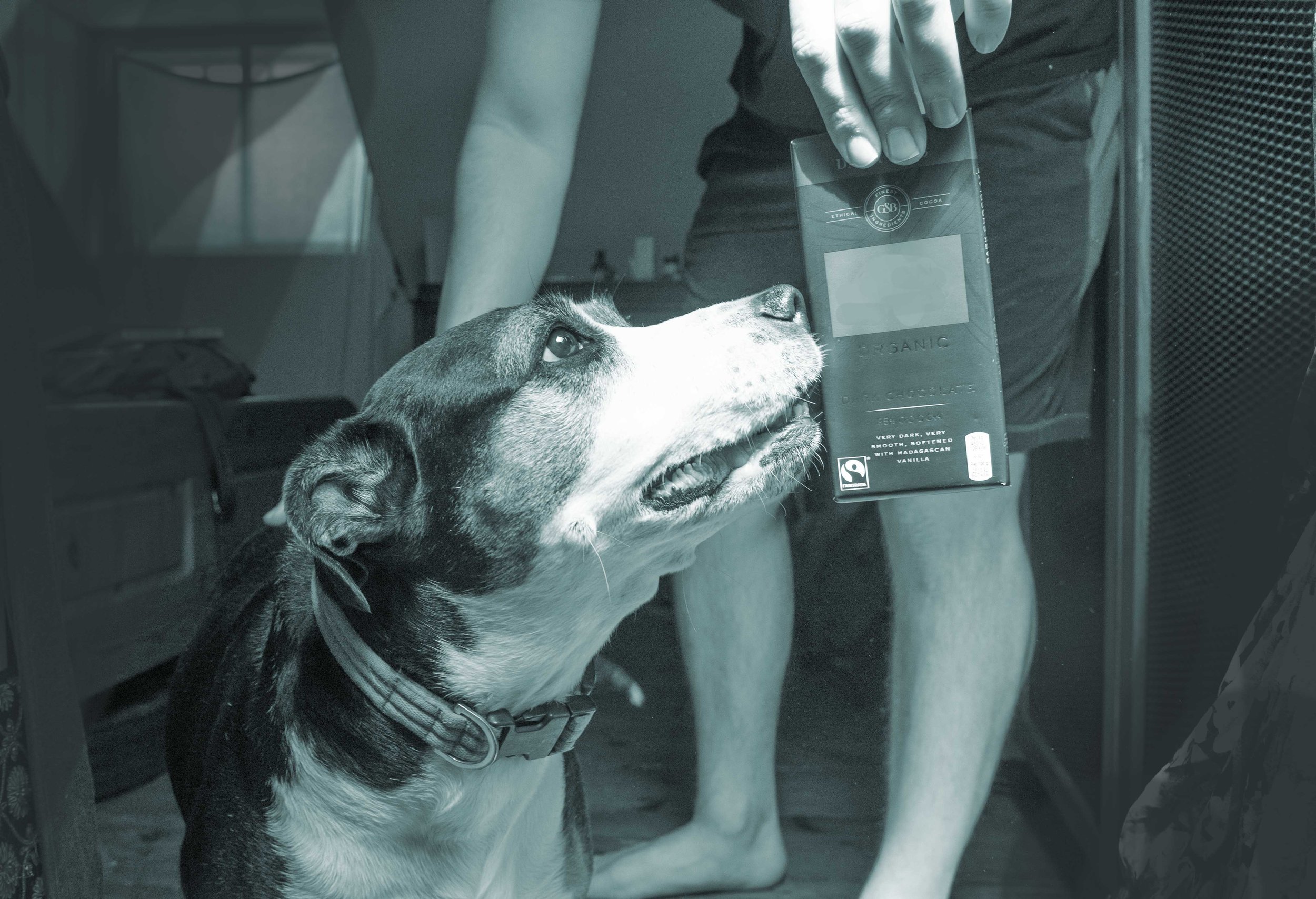 Don't let dogs eat dark chocolate.jpg