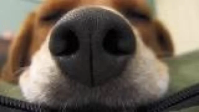 How Animals Smell: A Whiff of Scent Science