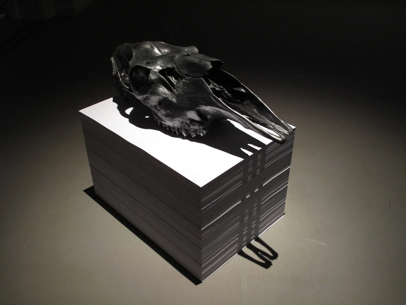 Elgkranium, 2011. Blyant/grafitt på elgskalle, montert på sokkel av A3-ark. // Moose Cranium, 2011. Graphite on moose cranium, mounted on a pedestal of A3-paper