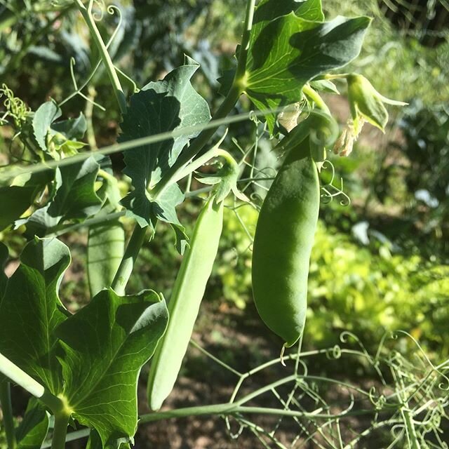 New for this week: shelling peas by the pint, Italian basil, and bouquets of carrot flowers- purple and white. 😍 Note that the shelling peas come in the shell. Also available this week: 
1. Snap peas
2. Snow peas
3. Mustard greens
4. Dino kale
5. Sp