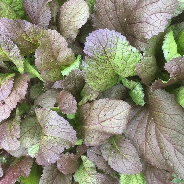 The squash and cucumbers are flowering, so we&rsquo;re getting close to some summer veggies. In the mean time, enjoy a limited run of (very radish-y) purple radishes, bunches of small purple mustard, or any of the following: 
1. Shelling peas
2. Snap