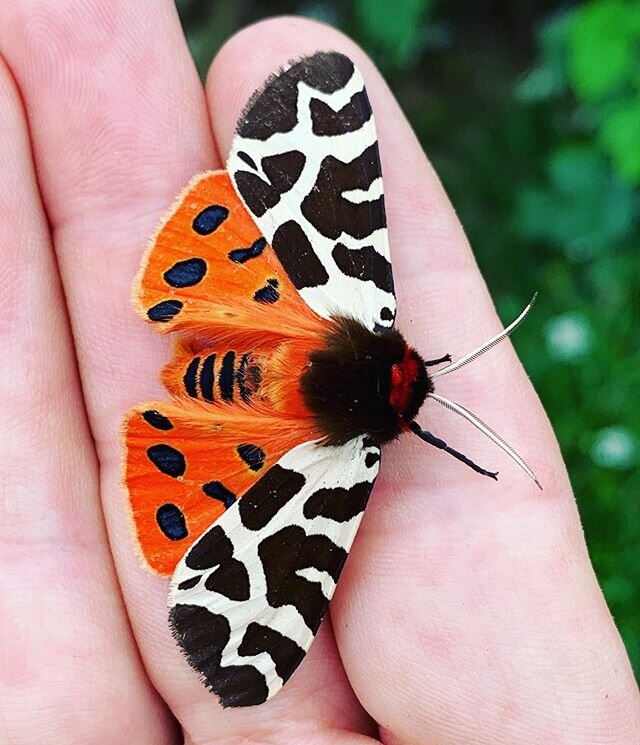 Found this stunner on today&rsquo;s walk, beautiful eh!? 💙