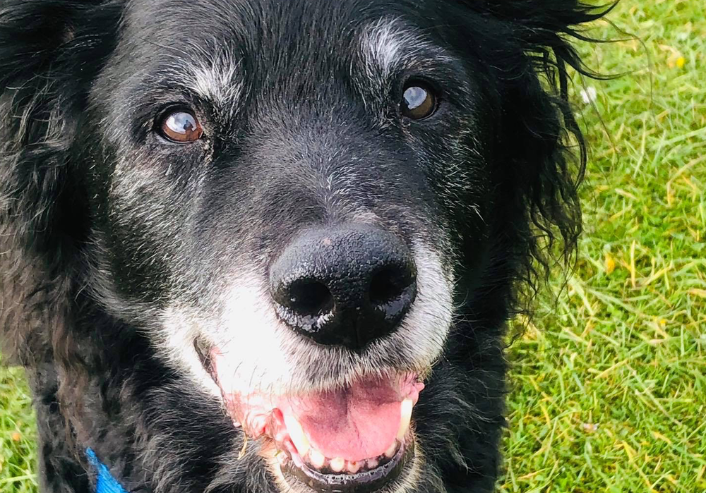 why-does-my-older-dog-pace