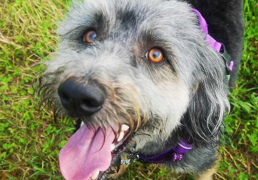 Why Does My Older Dog Pace