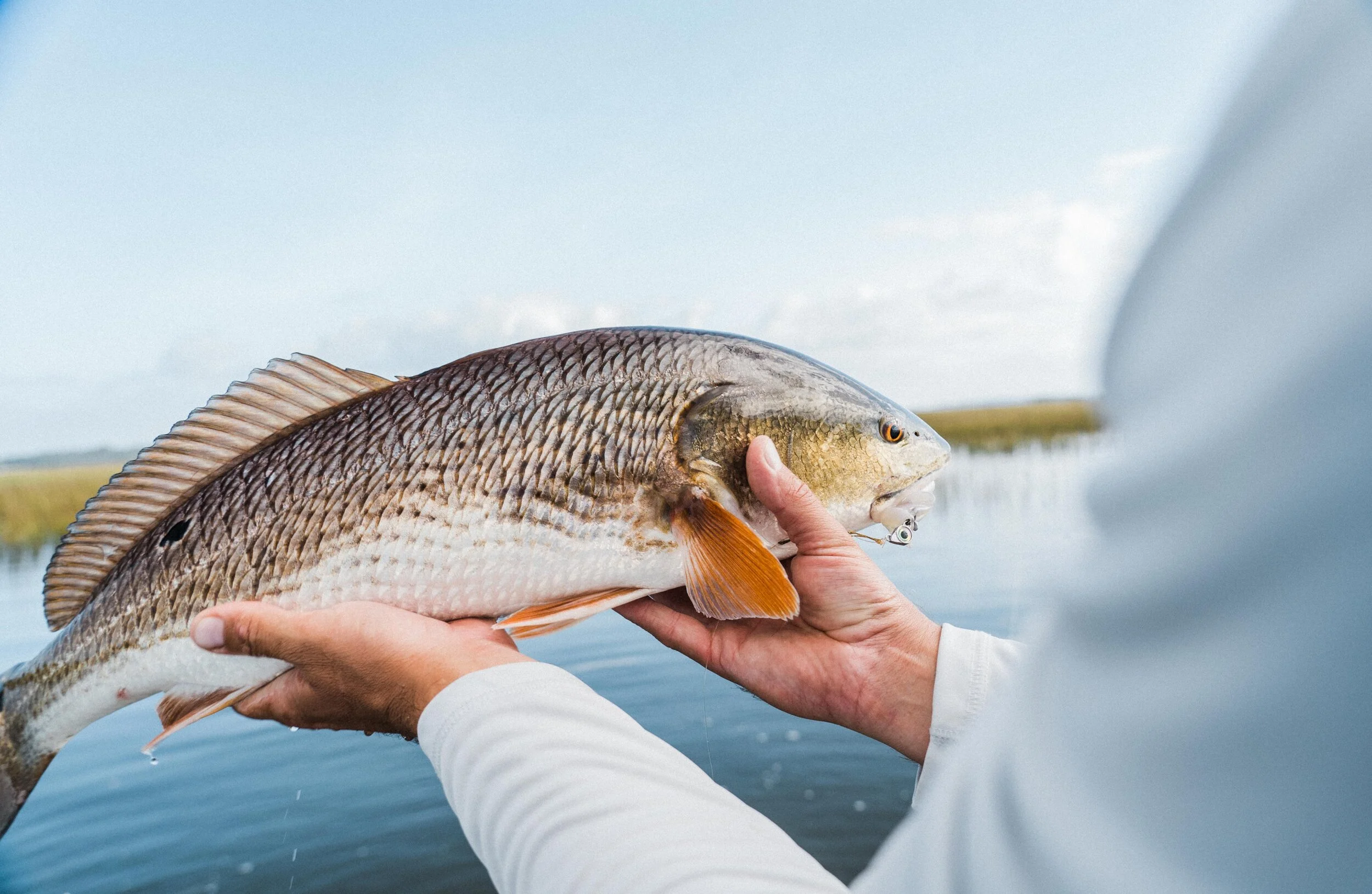 REDFISH