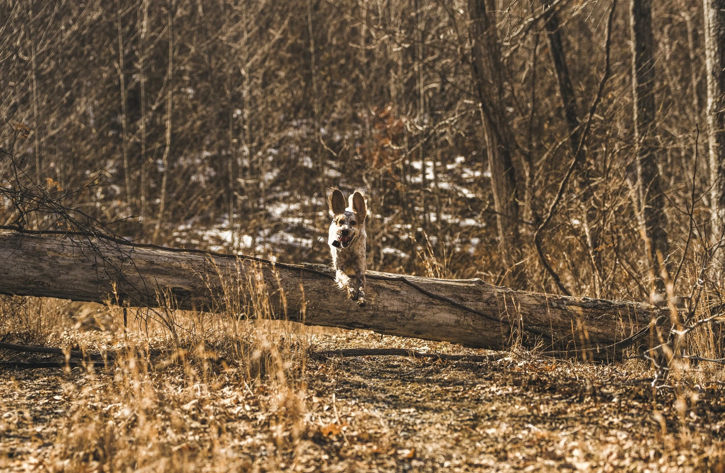 WHGROUSE-77.jpg