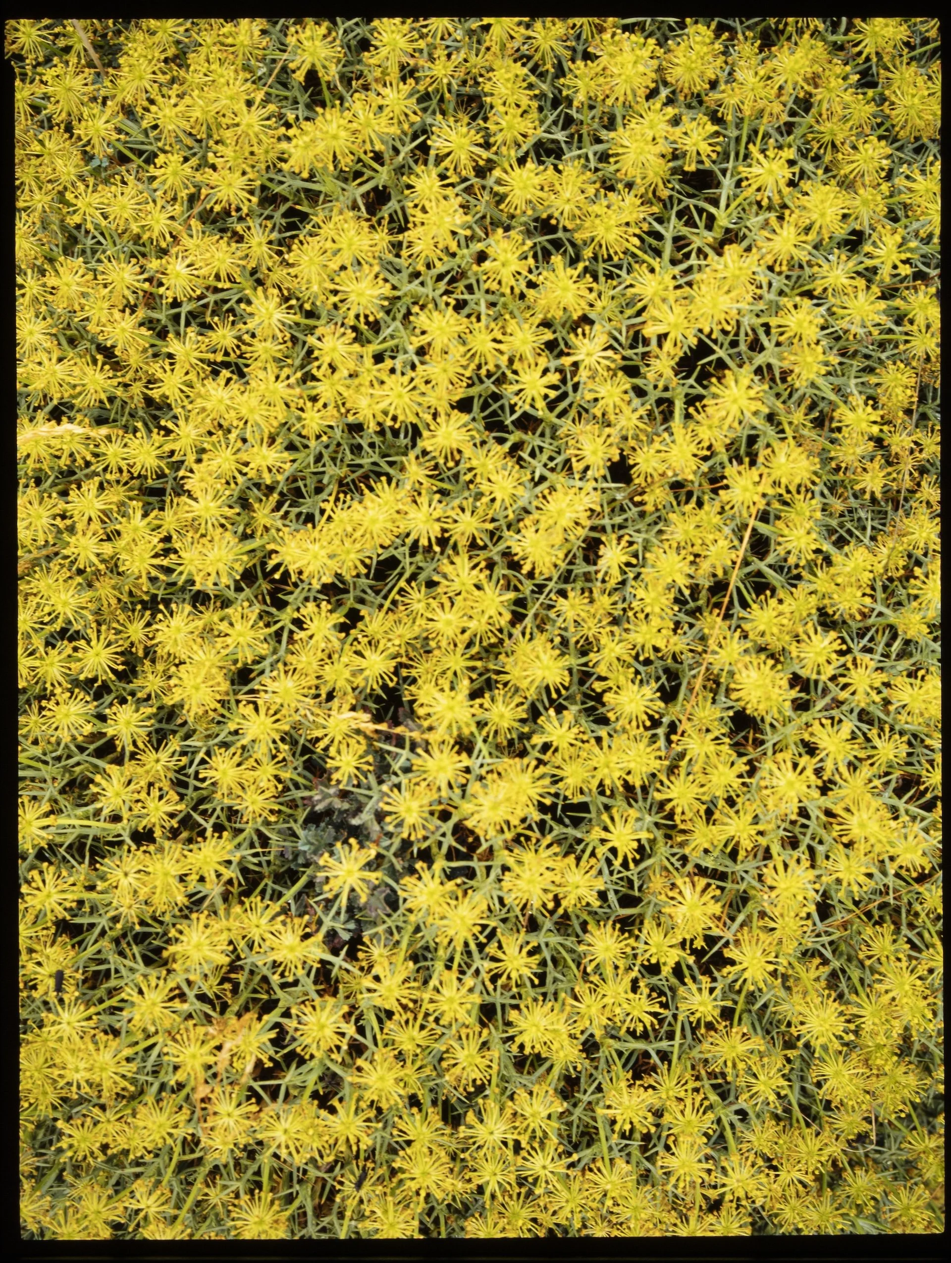 CoyFilm1.12.26-37.jpg