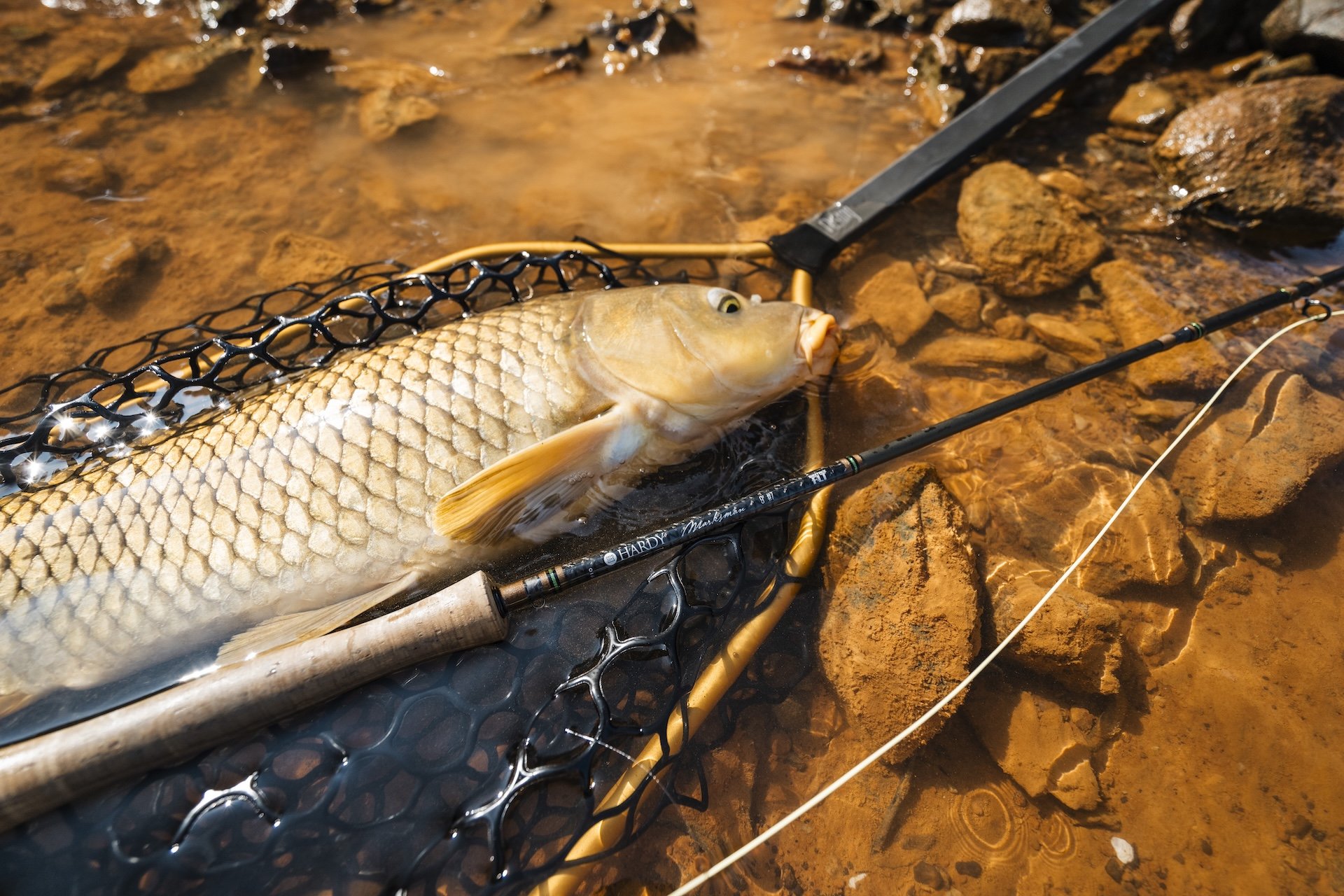 DFHardyCarp-9.jpg