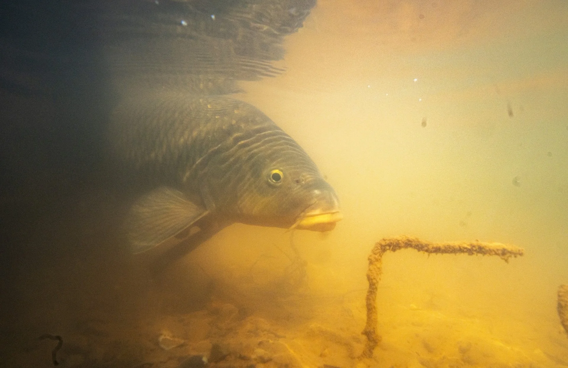 DFHardyCarp-19.jpg